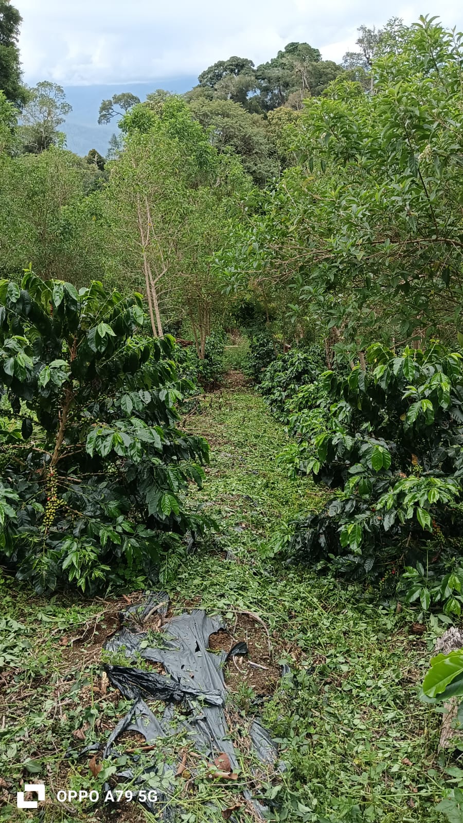 Perkebunan kopi Weh nango 